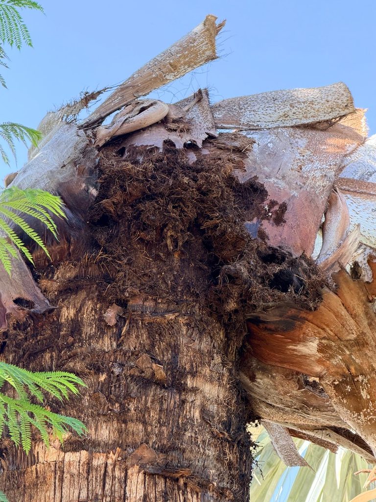 palmera afectada por el picudo rojo