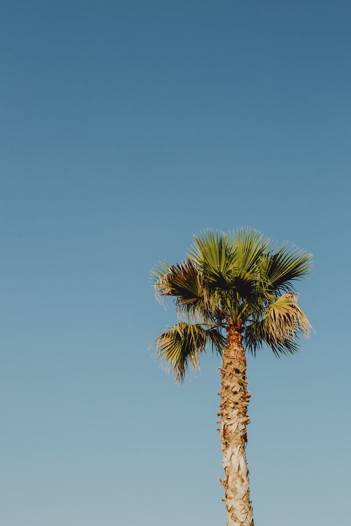 Palmera sana sin picudo rojo