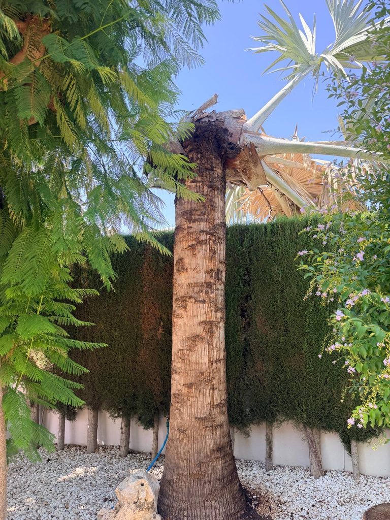 palmera afectada por el picudo rojo